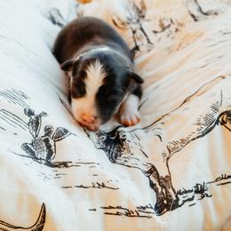 Chase - Black tri male Toy Australian Shepherd puppy in Hattieville, Arkansas from Emmy's Toy Aussies