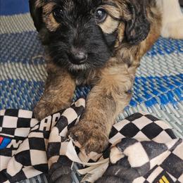 Ladybug - Sable female Aussiedoodle puppy in Indiahoma, Oklahoma from Phamily Doodles