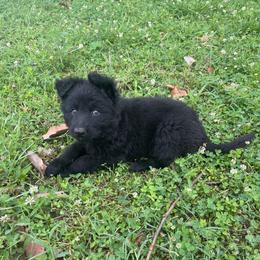 Arsyna - Black female German Shepherd puppy in Milan, Illinois from Stonewick German Shepherds