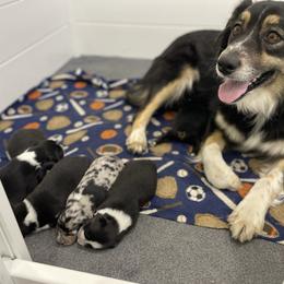 Winnie - Australian Shepherd