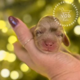 Chestnut - Dapple male Dachshund puppy in Sioux Rapids, Iowa from VOB Doxie