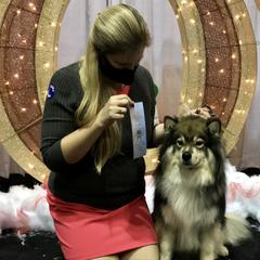 Finnish Lapphund All Grown Up from Forest Trail Finnish Lapphunds