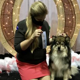 Finnish Lapphund All Grown Up from Forest Trail Finnish Lapphunds
