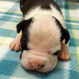 Timber - Black male American Staffordshire Terrier puppy in Clintwood, Virginia from SkyBlue Kennel