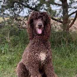 Patsy - Poodle