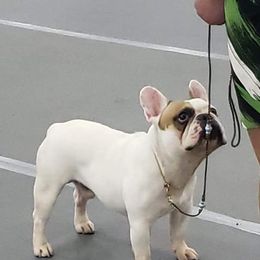 American Bulldog and French Bulldog All Grown Up from Jemms Kennels