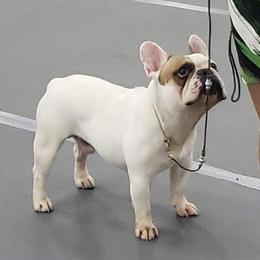 American Bulldog and French Bulldog All Grown Up from Jemms Kennels