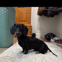 Dachshund puppies from BJGM Dachshunds