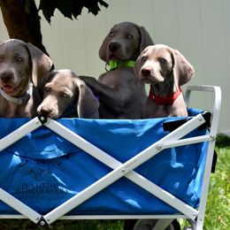 Weimaraner Puppies from Platinum Weimaraners