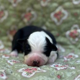 River - Tri-color female Border Collie puppy in Fortson, Georgia from Southern Wind Farms