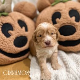 Cinnamon - Caramel red female Australian Labradoodle puppy in Palmdale, California from Doodles_Ko