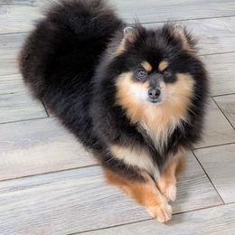 Gabbana - Blue and tan female Pomeranian puppy in Fultonville, New York from Sandy Aussies & Pomeranians