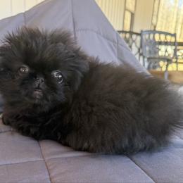 Special girl - Black female Pekingese puppy in Clinton, Tennessee from Gracelands Pekingese