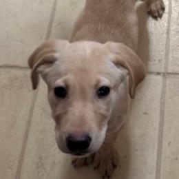 Labrador Retrievers from Starline Labradors LLC