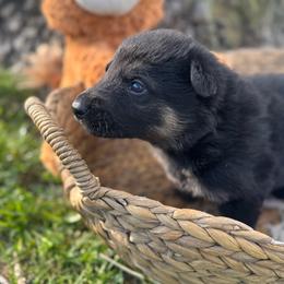 Conall - Bi-color male German Shepherd puppy in Dover, Delaware from Fornax
