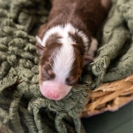 Fontina - Red tri-color female Miniature American Shepherd puppy in Groesbeck, Texas from Empire Miniature American Shepherds