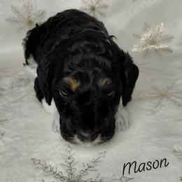 Mason - Black male Goldendoodle puppy in Eau Claire, Wisconsin from Fisher River Doodle's