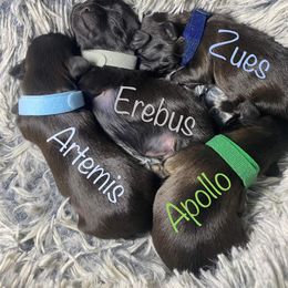 Shih Tzu Puppies from Hjo’s Pupdates