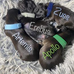 Shih Tzu Puppies from Hjo’s Pupdates
