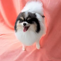 Trixie - Pomeranian