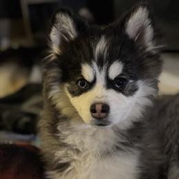 Pomsky All Grown Up from Lara's Ranch Pomskies