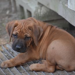 Blue Collar Boy - Rd whtn blk nose Rhodesian Ridgeback puppy in Broussard, Louisiana from Karamojo Ridgebacks, Quality over Quantity