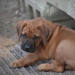 Blue Collar Boy - Rd whtn blk nose Rhodesian Ridgeback puppy in Broussard, Louisiana from Karamojo Ridgebacks, Quality over Quantity