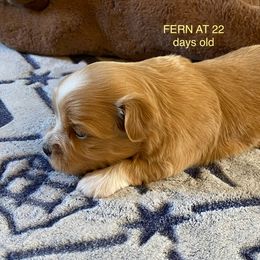 Fern - Fawn female Havanese puppy in Hudson, New York from Havanese of Claverack and Hudson Valley Labradors