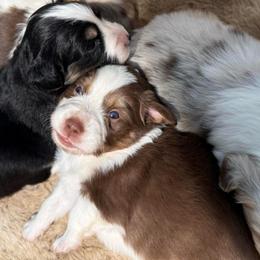 Rune - Red tri male Miniature Australian Shepherd puppy in Shingletown, California from Whiskeytown Aussies