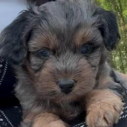 Sequoia - Blue merle male Aussiedoodle puppy in Allardt, Tennessee from Hearth&Hound Doodles