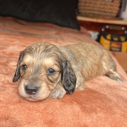 King - Cream male Dachshund puppy in Deming, New Mexico from FoxieDoxies of New Mexico