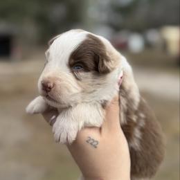 Lion ASRD - Red merle male Australian Shepherd puppy in Orlando, Florida from Skaky Shepherds