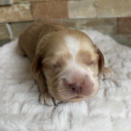 Raymond - Red male Cocker Spaniel puppy in Indiana from muddy boots cocker spaniels and cockapoos