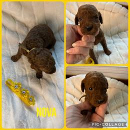 Nova - Red  female Poodle puppy in Mount Vernon, Illinois from AMC Poodles
