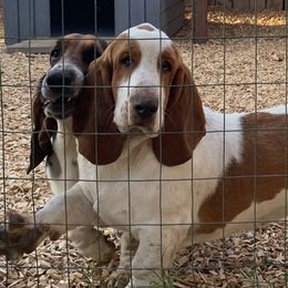 Basset Hounds from Holub's Hounds