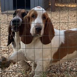 Basset Hounds from Holub's Hounds