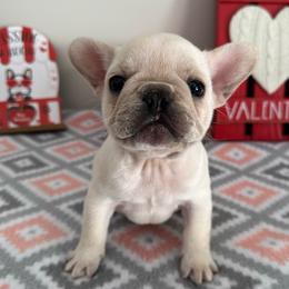 Cream (Special) - Cream male French Bulldog puppy in Smithfield, North Carolina from Roughneck Frenchies