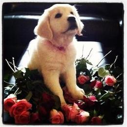Golden Retriever Puppies from Akela Goldens