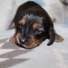 Jimmi - Red male Dachshund puppy in La Junta, Colorado from Royal King’s Mini Dachshunds