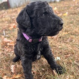 Purple - Black female Poodle puppy in Marshfield, Missouri from Gerth Farms