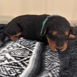 Mr. Green - Black and tan male Airedale Terrier puppy in Huntersville, North Carolina from Cool Hand Luke Kennels