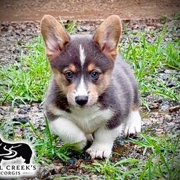 AKC Jasper RHT bluie, standard coat, carries fluff-ready for his new adventures - Blue male Pembroke Welsh Corgi puppy in Taylorsville, North Carolina from Mill Creek’s Pembroke Welsh Corgis and French Bulldogs