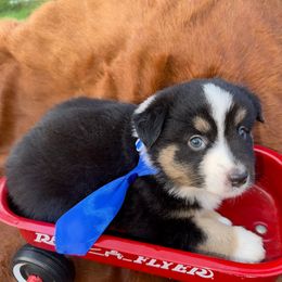 Boy 2 - Black tri male Miniature Australian Shepherd puppy in Graham, North Carolina from Thompson Farm Mini Aussies