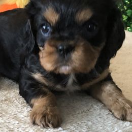 Cavalier King Charles Spaniel Puppies from Mapleview Cavalier King Charles Spaniels