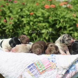 Picture Coming Soon - Chocolate merle male Bernedoodle puppy in Lowry City, Missouri from Cooper Creek Puppies