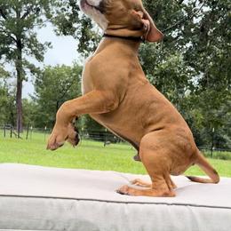 American Bully Puppies from TEXAS BULLY FAMILY