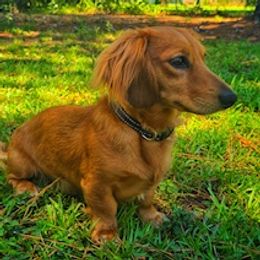 Loki - Dachshund