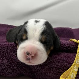 Yellow Boy - Black, white and red male Greater Swiss Mountain Dog puppy in Oregon City, Oregon from Runamuck's Greater Swiss Mountain Dogs