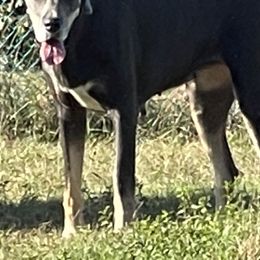 Catori - Great Dane