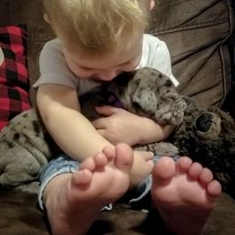 Great Dane Puppies from Pepper Mae Danes